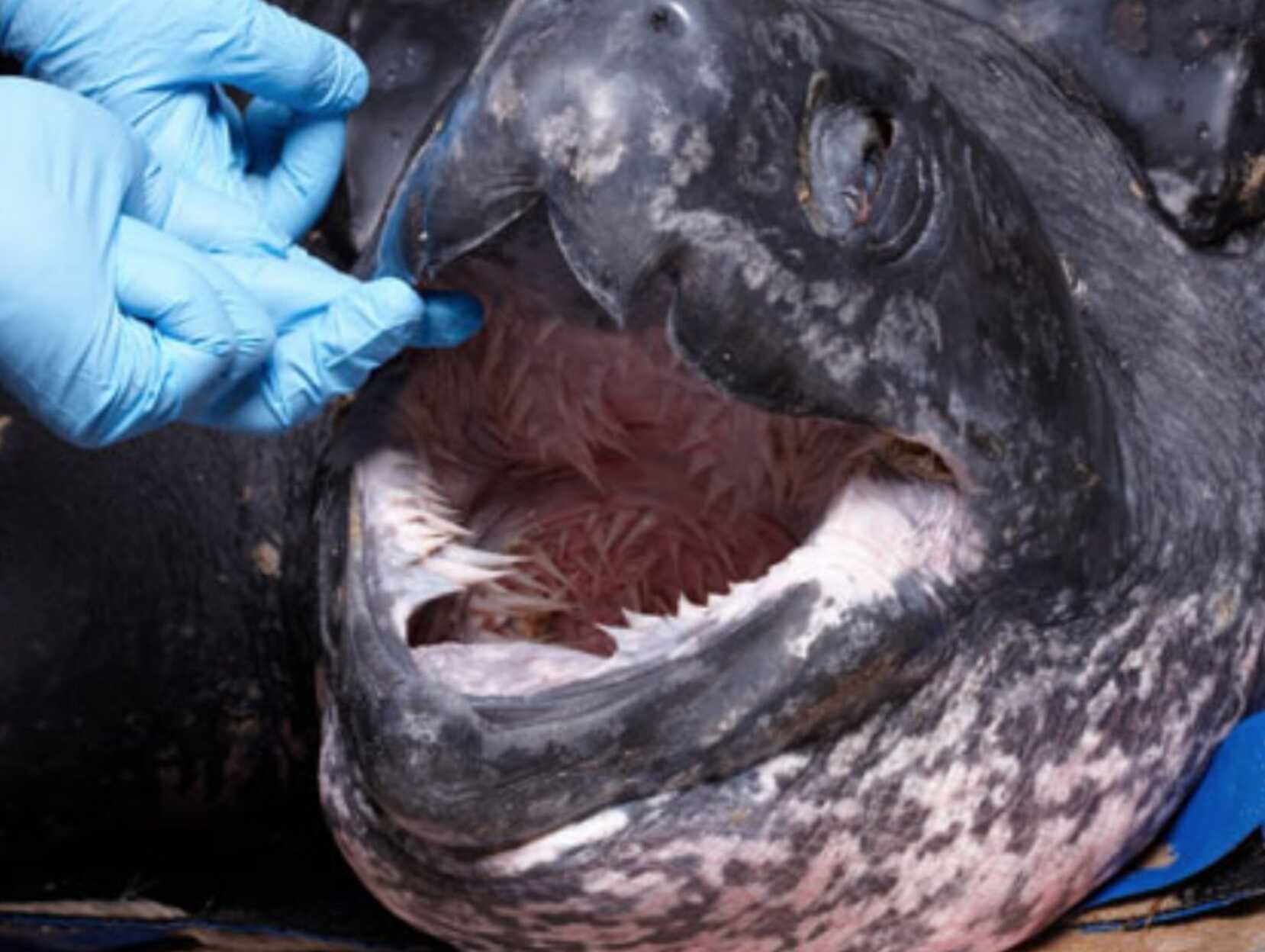 171572f6fcb7ef0f233d746ac2d4fa15d79bf6dd1e03cb8d153e20626967bc6ba8a05bd267dfe4b96c31bd23fb66ac0178f9ea6bc26e4b666178bf193fd51d11