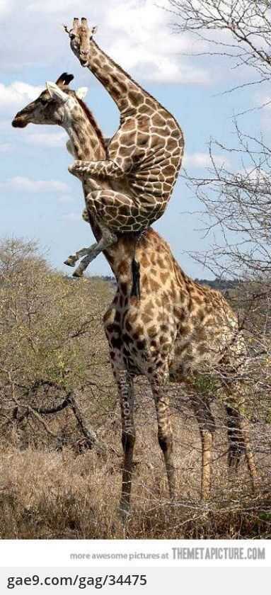 1e94796a724a82a9b3be36d615d606389a66eca4fec088a9ab759a279433ea7e09936ef57db77a67c9df66a21b90c0174459ebe1029897f80534c5c5d8e5334d