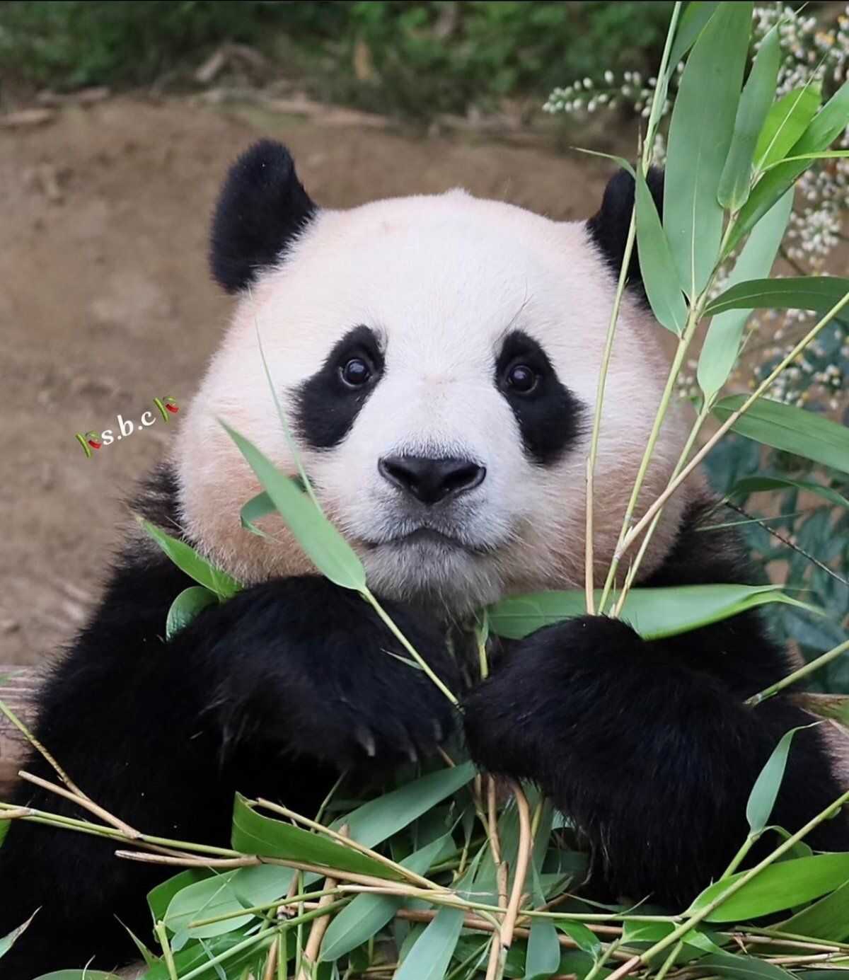 207d88e755a55c28f646ce7b0c42fff7accfca38ace9e4dc0709688f0ee046383116ecd9878eead34578dd80a447ee21857bd0877b8dd43ffc4c40c07d0f65eb