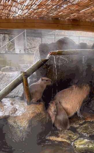 243cdf8a583deedffa8c03a7372fe3bc9b87df6e37b43e9775d90942acd7034aa29fe9bad5fb4374c578f9ddd91444f9b9374d67dd0619d98609e69dd37475f4