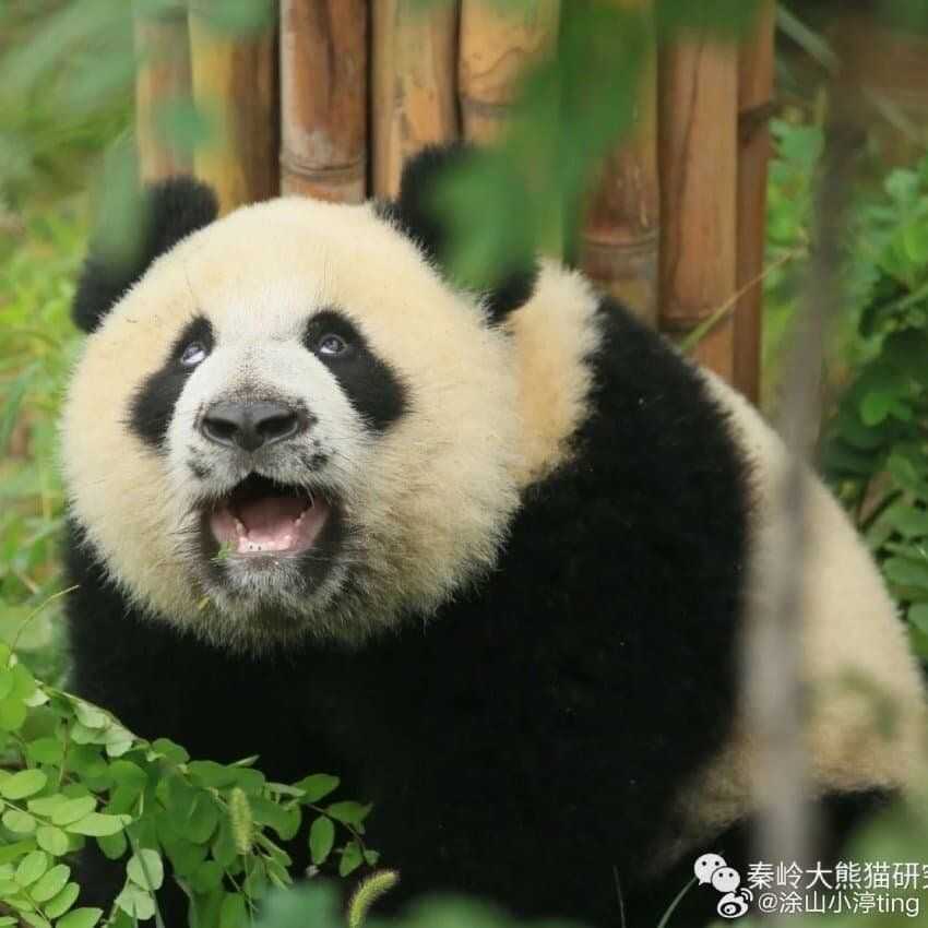 24beb832a8ea3f83341c2f9f94ef5f898dfbe21808032112204665ec193f5408653c5bcf1e75674300ccb080b2f591f9030c6c487c5590394731e2bf61e8a47d