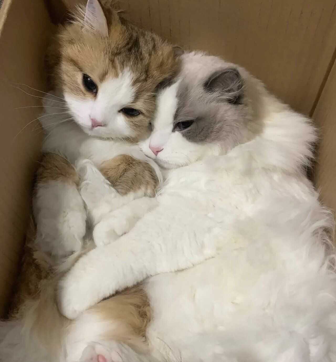 32b3488ce5c6e26f6203f039f0919d845edb0169ba408a63b0bd0dffa1afd4517caea45e818f43ad03303f752c94e4b7e49e7ee7811ec6e5c4be71b5dc3186a2