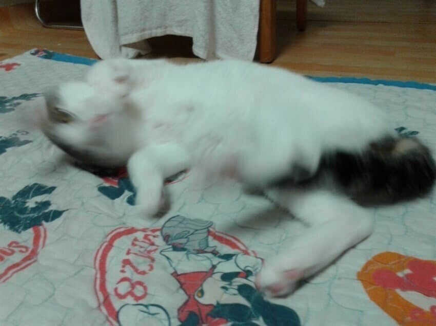 36a184ebd94e24adbaa1ef54f925d0c48e17a49696a6903ae98eb4630f3321b006bf40680c3428fc19b8f14c66438810728504683a2f0e16b8863939fbed9672