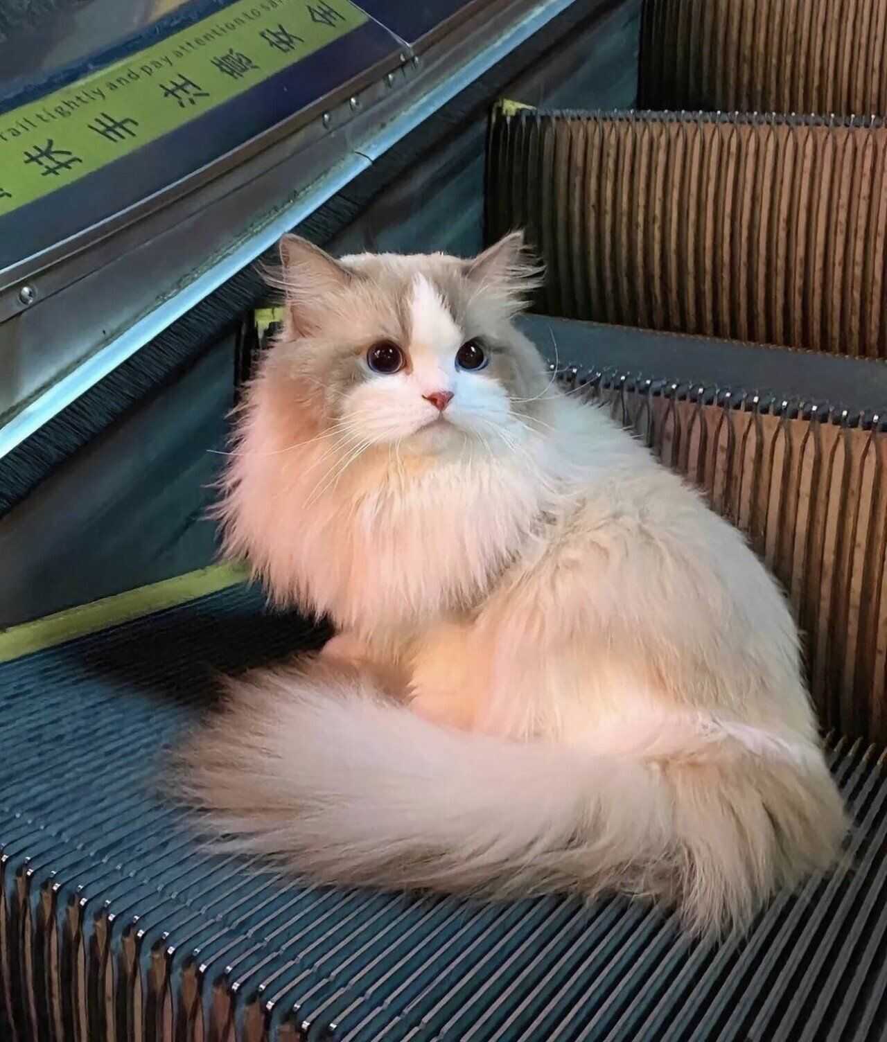 44d0cc87c05d5c22f375884314c088720881def8ce775ded58eed89b64ab5c3a8b9c7a3b9143e2036eafb1c05a3e98d067eff7a4c2395b956e8fecf46ac26fb3