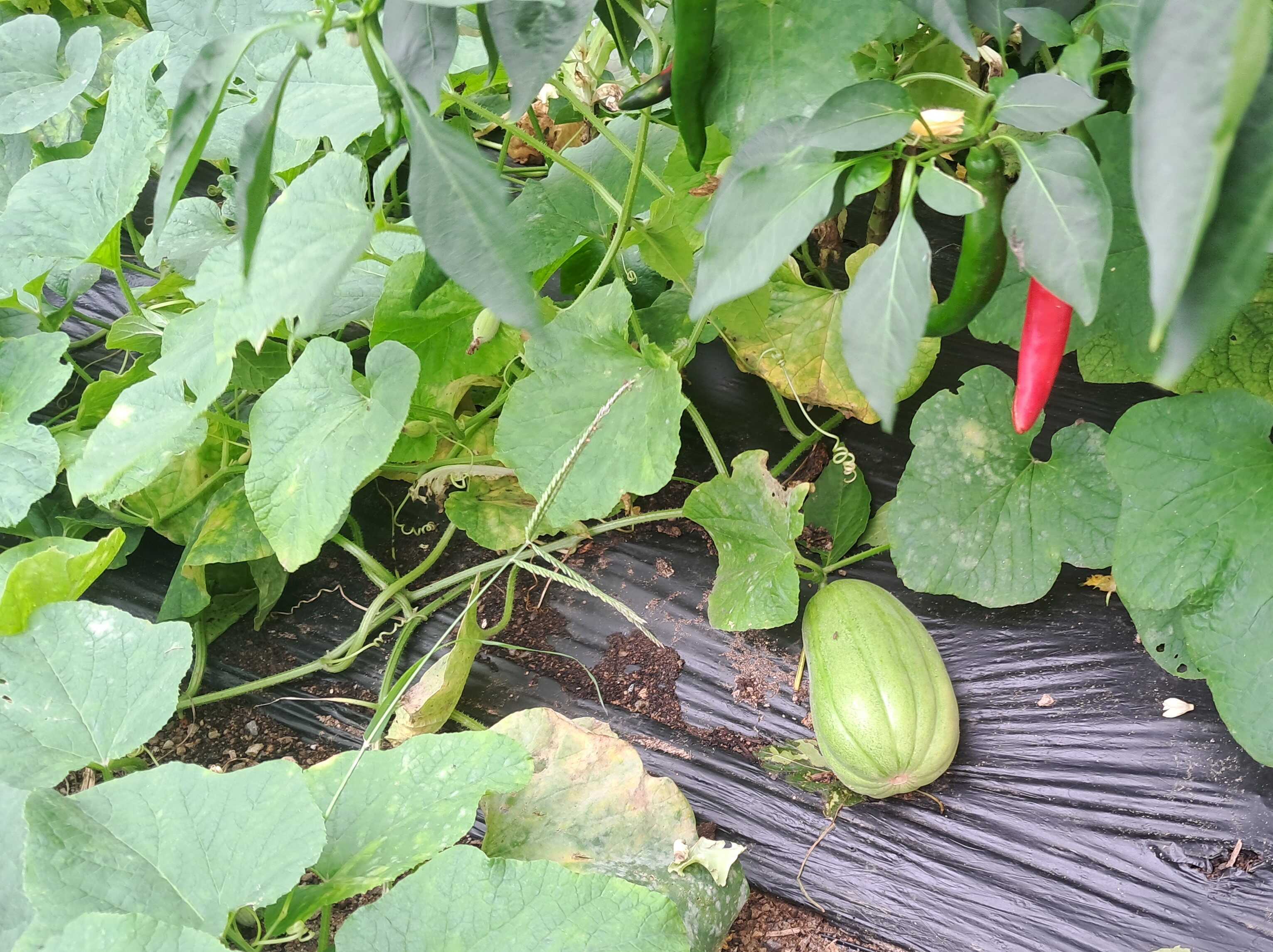 4ad325dbd0e3f3d4077e6799b449bb5b80f6a1c571f1343f3f309825b9bcd29cddbb33721faeb454dfe1dbd06d5360169988646dfe2a61abf4f2c030780439f9