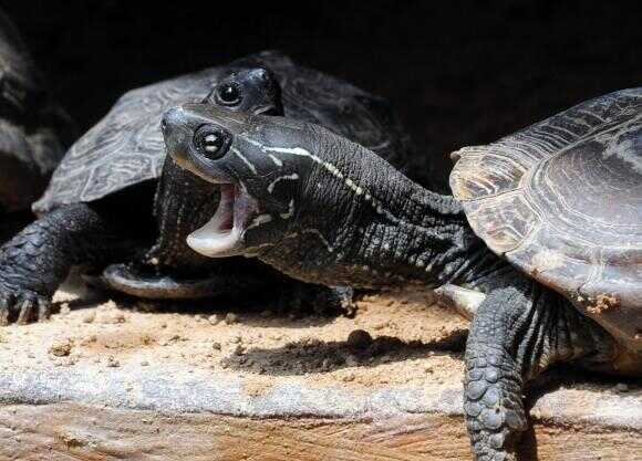 4b8883953d39ce36576b57fe5763ceb2659a741a09c6cd1c7e940b196d3a97d89d69c1a9ae73909c18ff73172818645c12e53693ac5a32f96d10c42628315d22