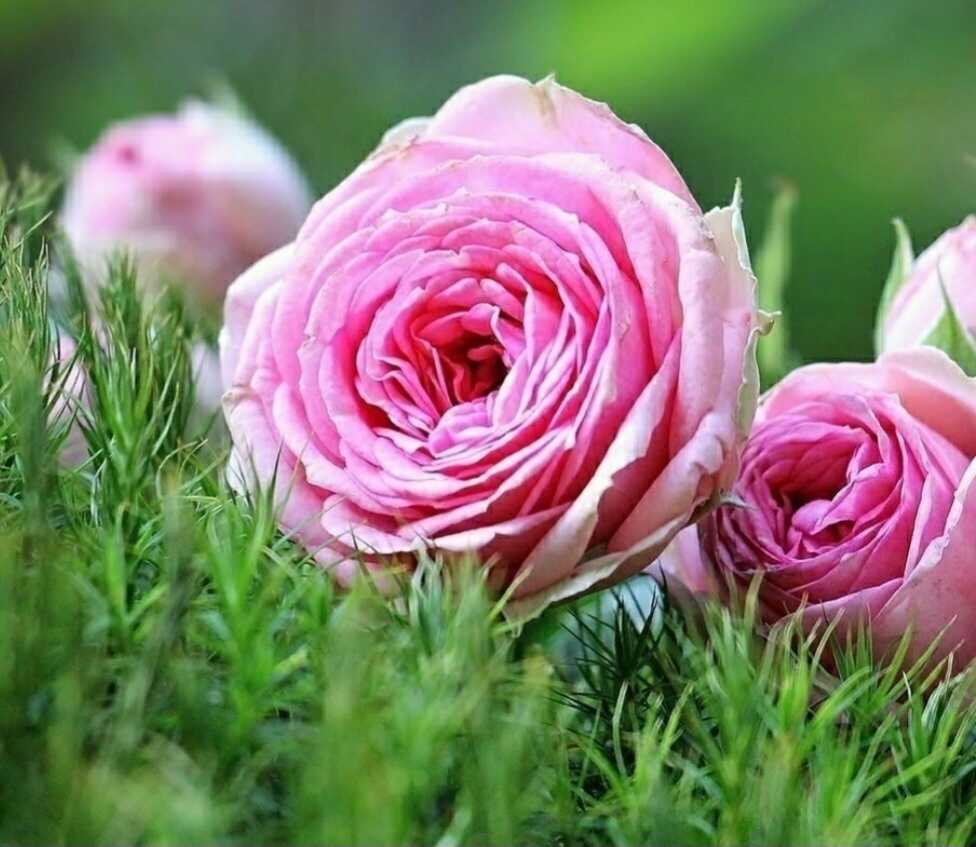 4fe36f2f1a1c8b672bfa3c9a39567ed5d8eec14a50acf70dd5828db55d37e687cc6b5fe32be7b36d89a26c929f3b179c5cd8f4eaf33ab0bf329a8a5c4dcd497d