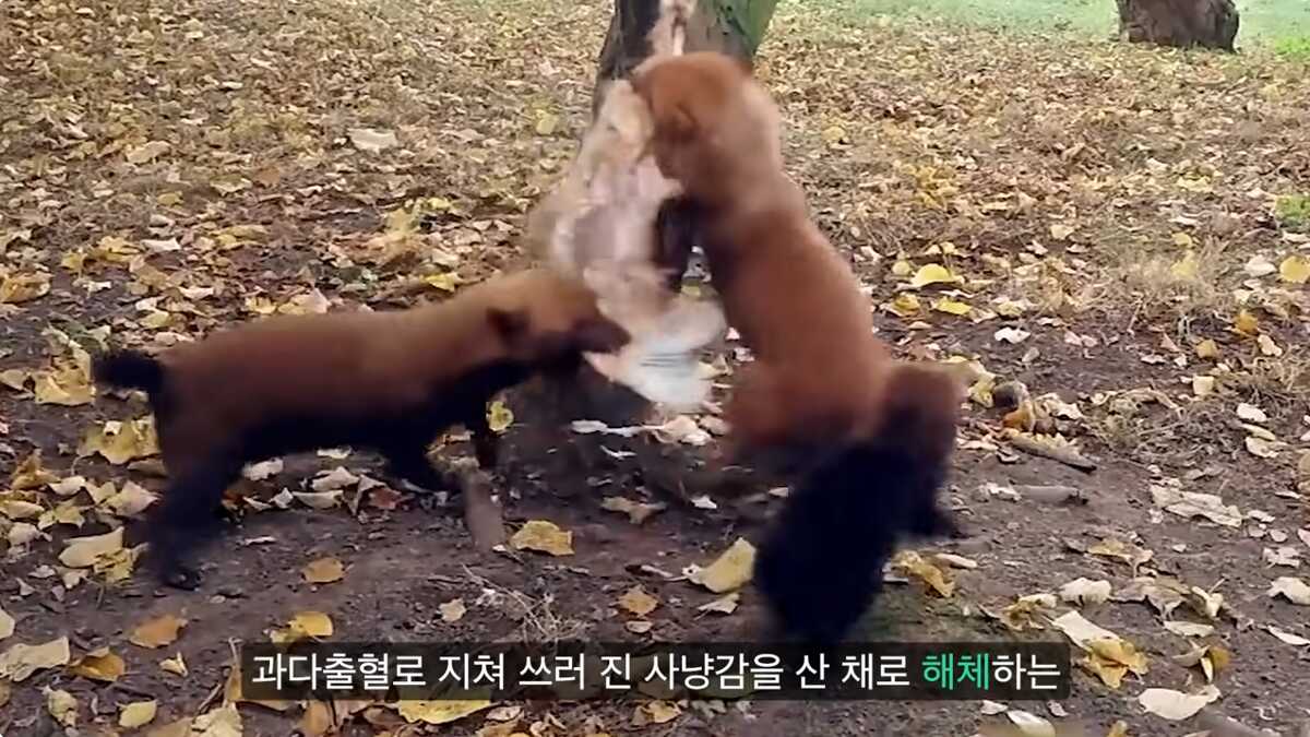 55ef44074efcbd38a9b02a5f4c9dd607b008c60a7731747440602773968c30dc0d8bcd17b9a5f8d65645d516fa991a0275c289a3c7e3a3601135f6f1d4fae65e