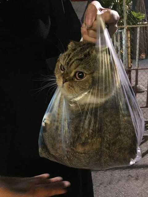 596fbe6f28180c770a7d050c7ad282b8f492653686afd43c1f0a1b9b8f8ea3d2b744911a1890900a046f7ac8c7c1815aabf7151198d016c380c06cf4aefa5325