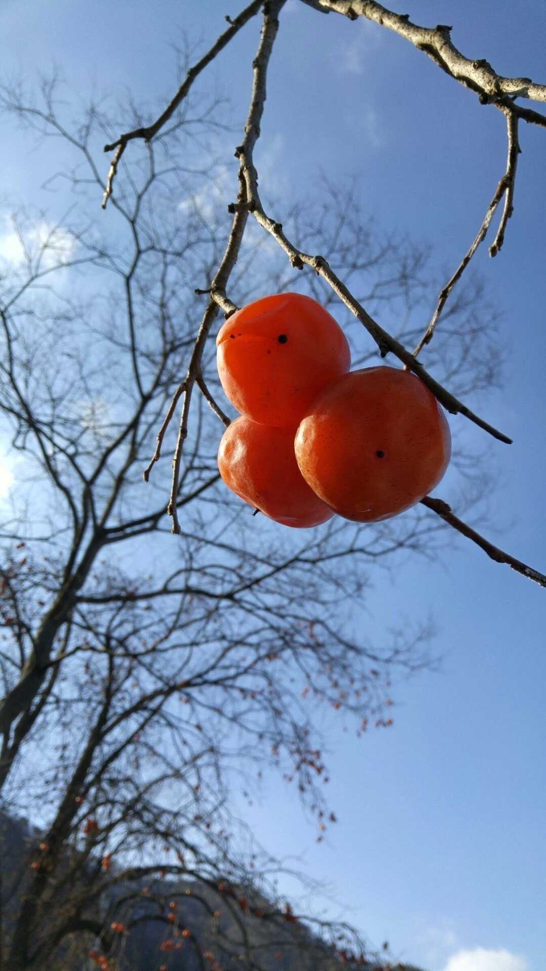 646f4f80f0590cbde31e207e06faa20b9db9bb4eb89287f8a03e831de5717c318d4c91e9c0d1c355a5496fdb6f13c4ed0ad364fe50aafd2a511228953db4b310