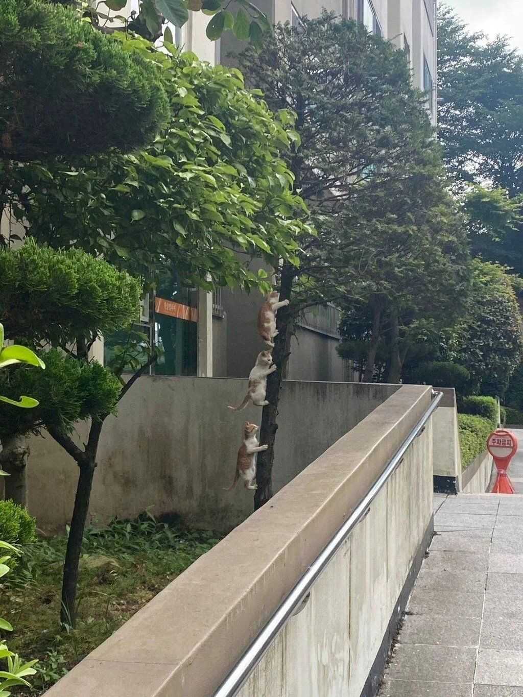 65c64cb583ef3709ef07c8d47e86a08bd7cc4b876438607d1a4822106544e2bd4abd353622989e18d4616c1d9bfe54cecac9ce2493912c31c68e2ce2d0f0b552