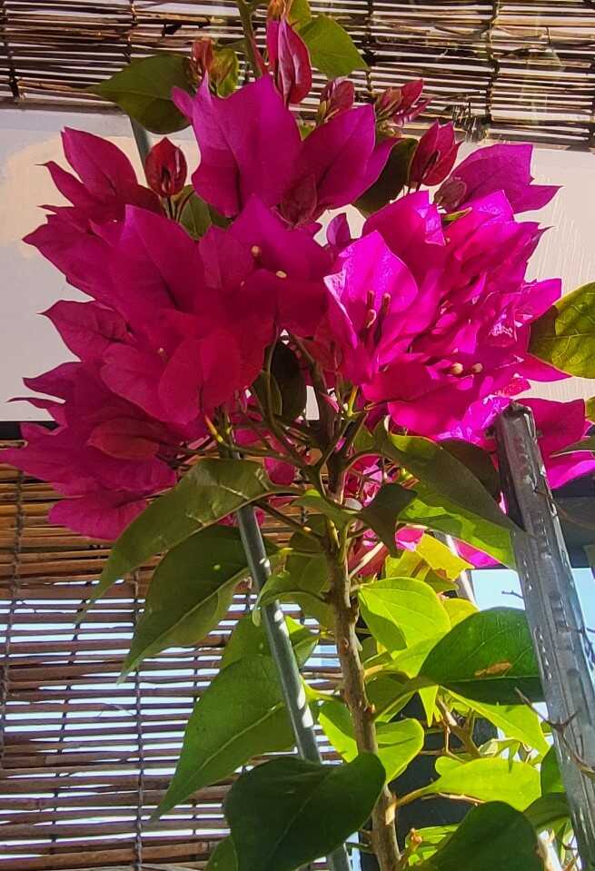 73a8a49553a521ac96cd637a2ef2b1d67924142f4adfd39440c365881a017d8126f3e63381a757ecdc71c1085132010a84419e30a809c876a316f5c36d0d30c6