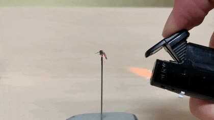 777a559216239a3d8c2a775ff923f742e1b4b97ec5c6244317a634628399fd3fbc69b0df7488b67a06aef970c5fcd314d996e9b8c5a0a46ca55e5db4e9b4506f