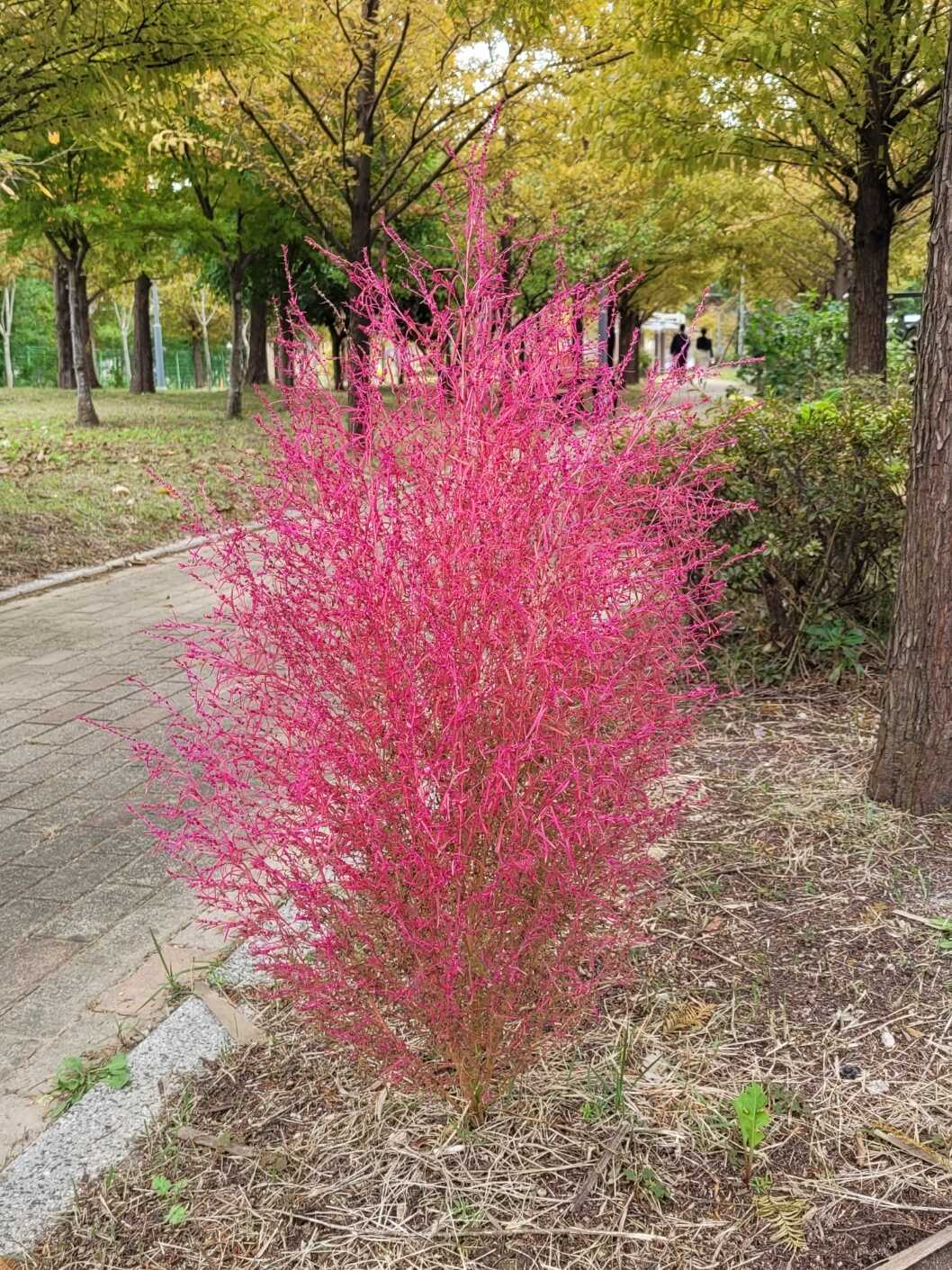 77db6aa5856fcc1b672e24d40e2fc1c0f734472fbb3324176f4ee19b62cf9626a7bba76a372786dfebb14799e85618a28f33c9f8d6990428cfd16d1d8790afa1