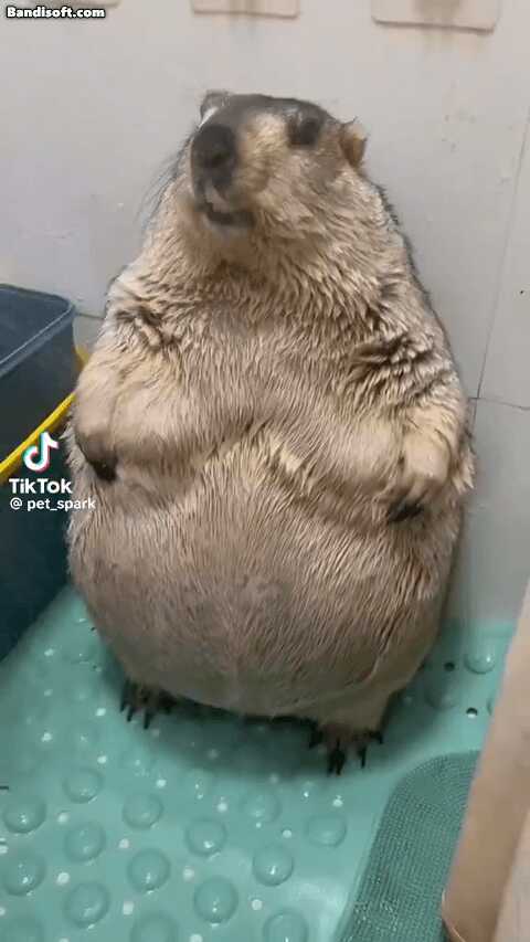 805cac6317bf1cc2ac01aacab1f5645a53a5c51aa1efb5940d5fe7cacea273df15e51df58a67998e81e9e3f5cef2cd61ca653df73cab34b325b13cd781959509