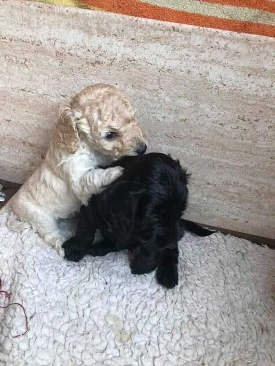 a0497fad0a48696c8598c960eeee5b299b02e202f2ca84e4c4deba0f2ba55d185e119c88b9f2a03a703d46a838a13d1685e88dbfe21b8e1d1c792f9e98a34a62