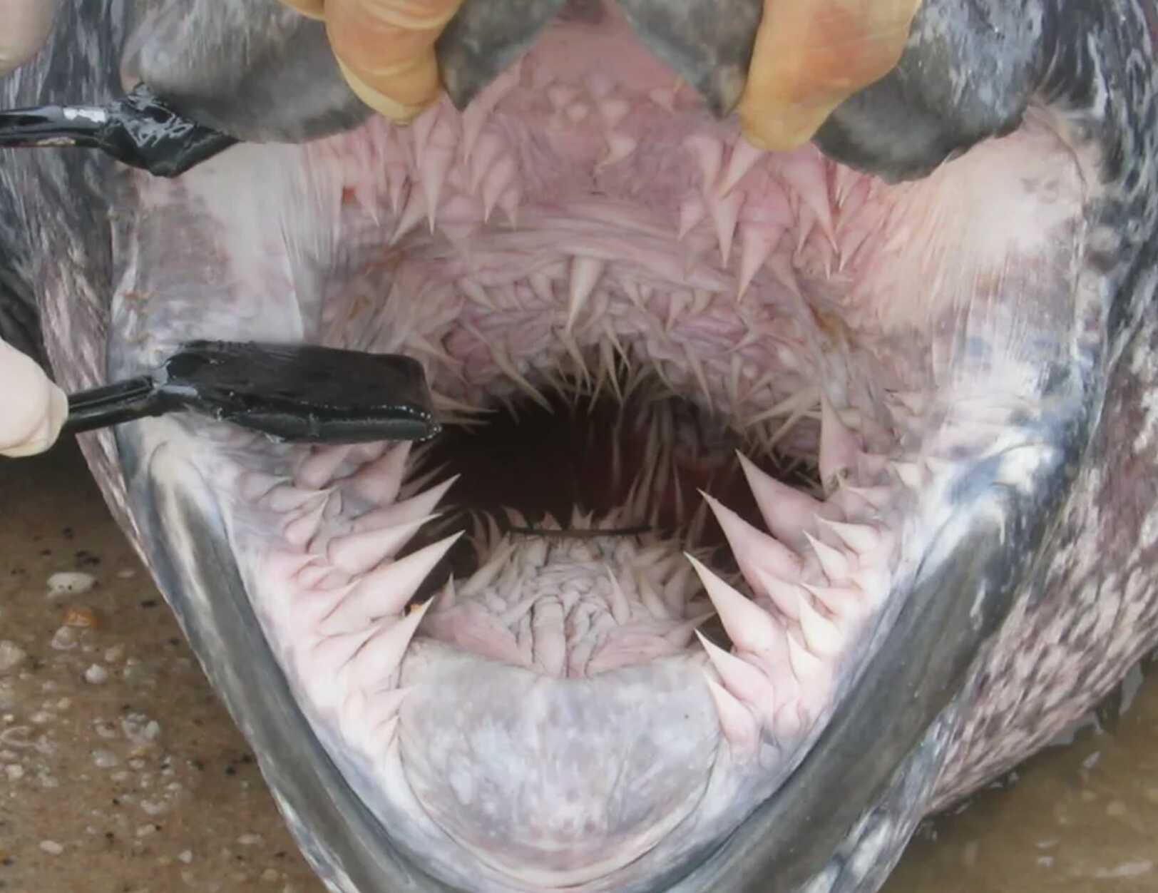 b29e6ad4d576b0d9a28c7cb364ce11457d1197cea09c8d597845bd5fa3bfca8d6499bfde902448dc7ab460aa315cca1a358fb21613b8750106d3eca8f80a3bb8