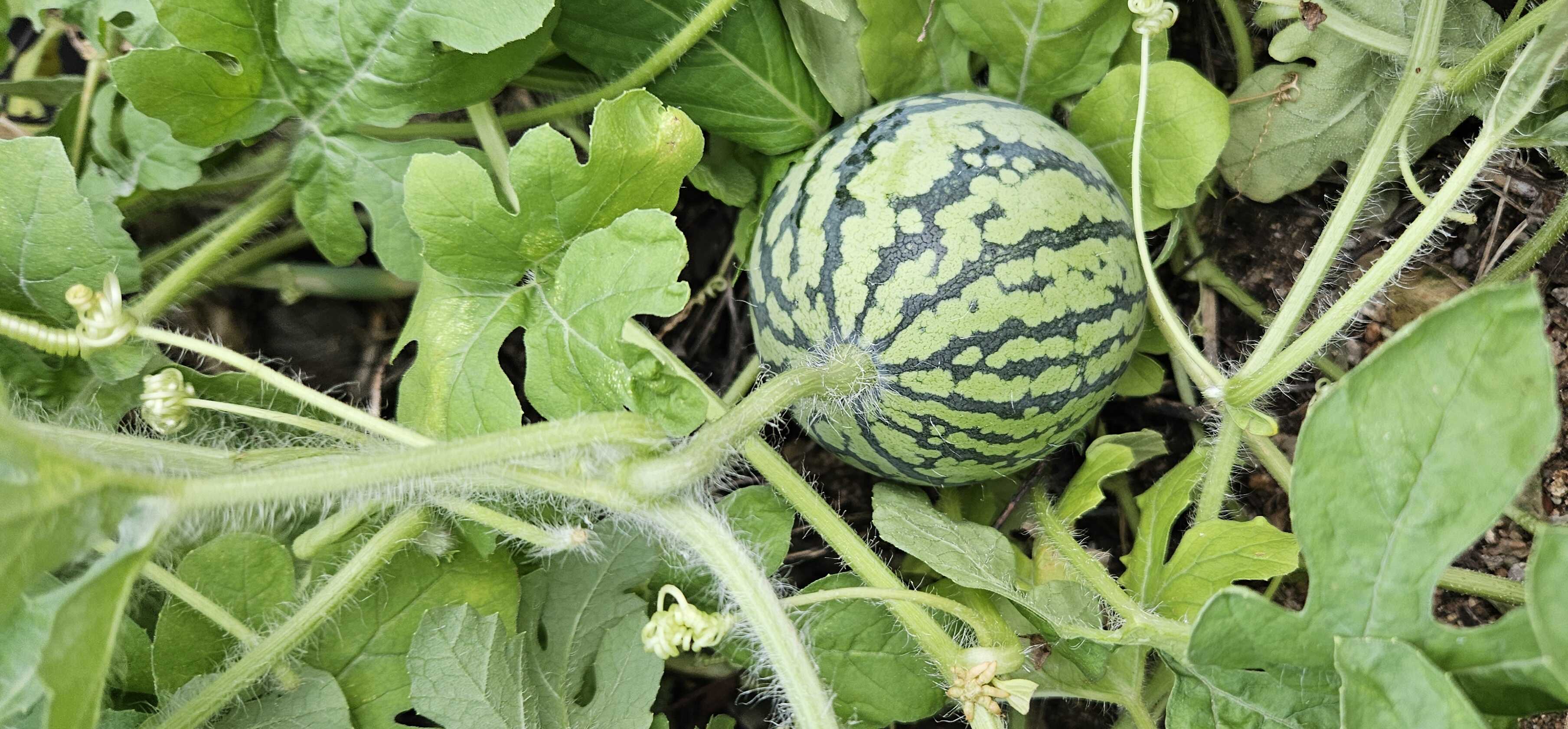 b44172ccb370a84e5aa876171df875115c1bc0a76c6d3490d1f0537ead05312667d33f3c2141f0da6e272885d5cc08105ddf0a28c86713c868940b66bdae3c20