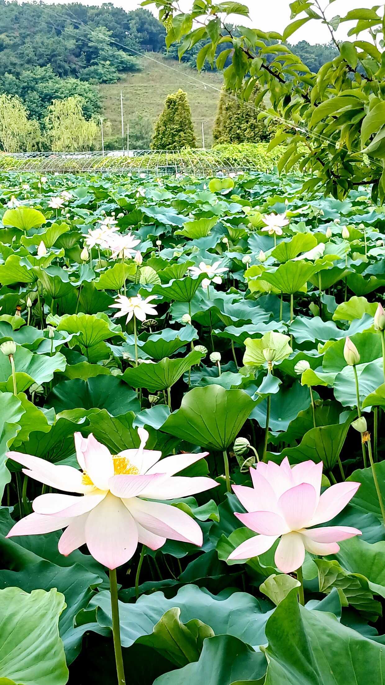 bd90dbe9ad1bacfdccb9a7a63397e141838b717116bf2dc1a21902bf704963a0332eb81063cfbc23262fe5baa4bfeeba662e1740c5e3a3060deac8b57f77ab24