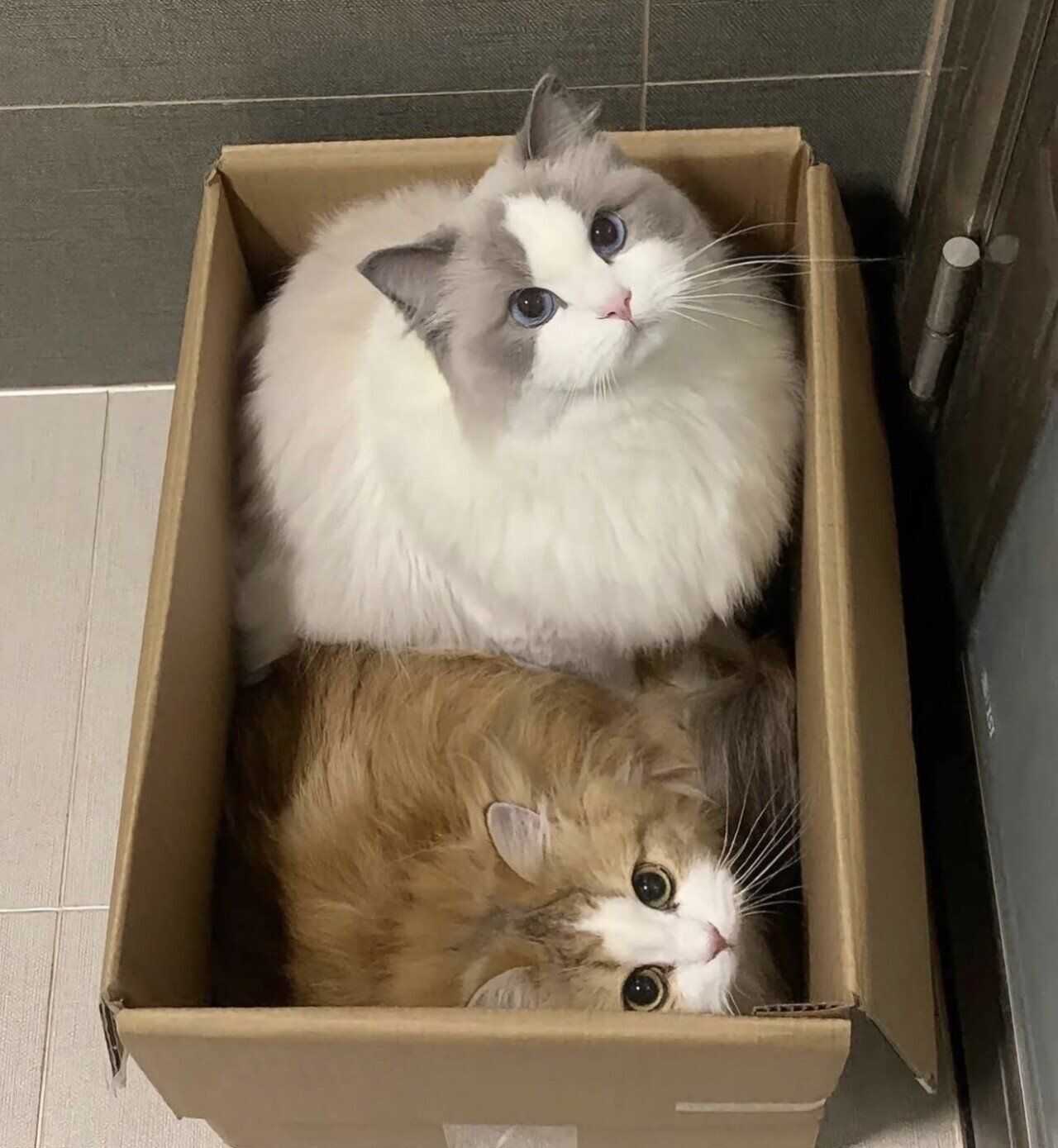 e5fbc1d34d284a7abf78f05a834bae26372b647bbd22cd515bcfcfa5866d68179cc0f58b67a260a2ebe7abbafe2175e1d72e150404fa2ac8c22461296a5fda75