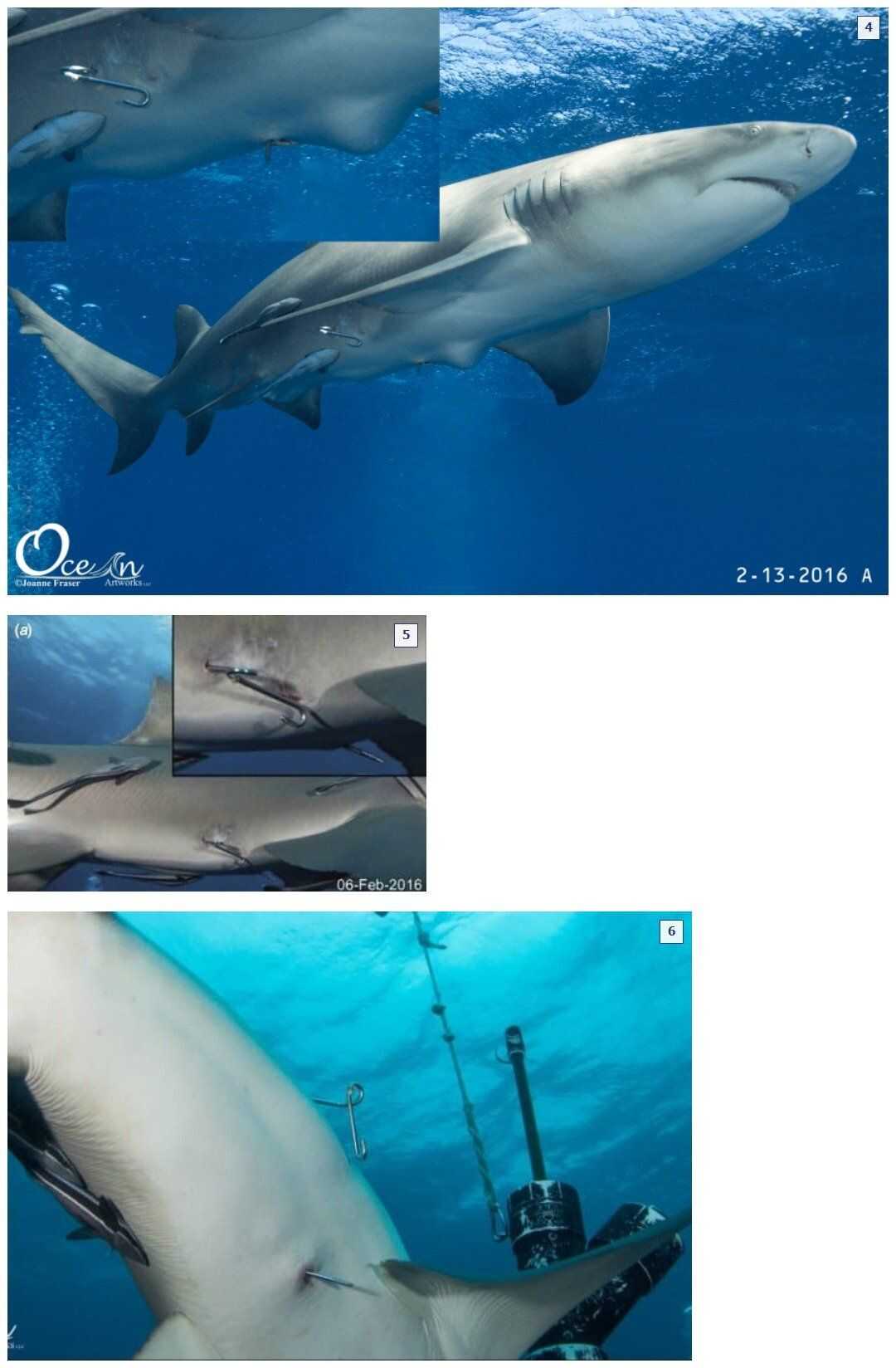 eef566557efeafe7e7ac2d85b18c618226f00b20ad4e60ab4abfba4cac2133b7df7ac9a36ad2c4a1a1f75ea976af5bea6d0ca4efa2e58141d7e3360c919720d6