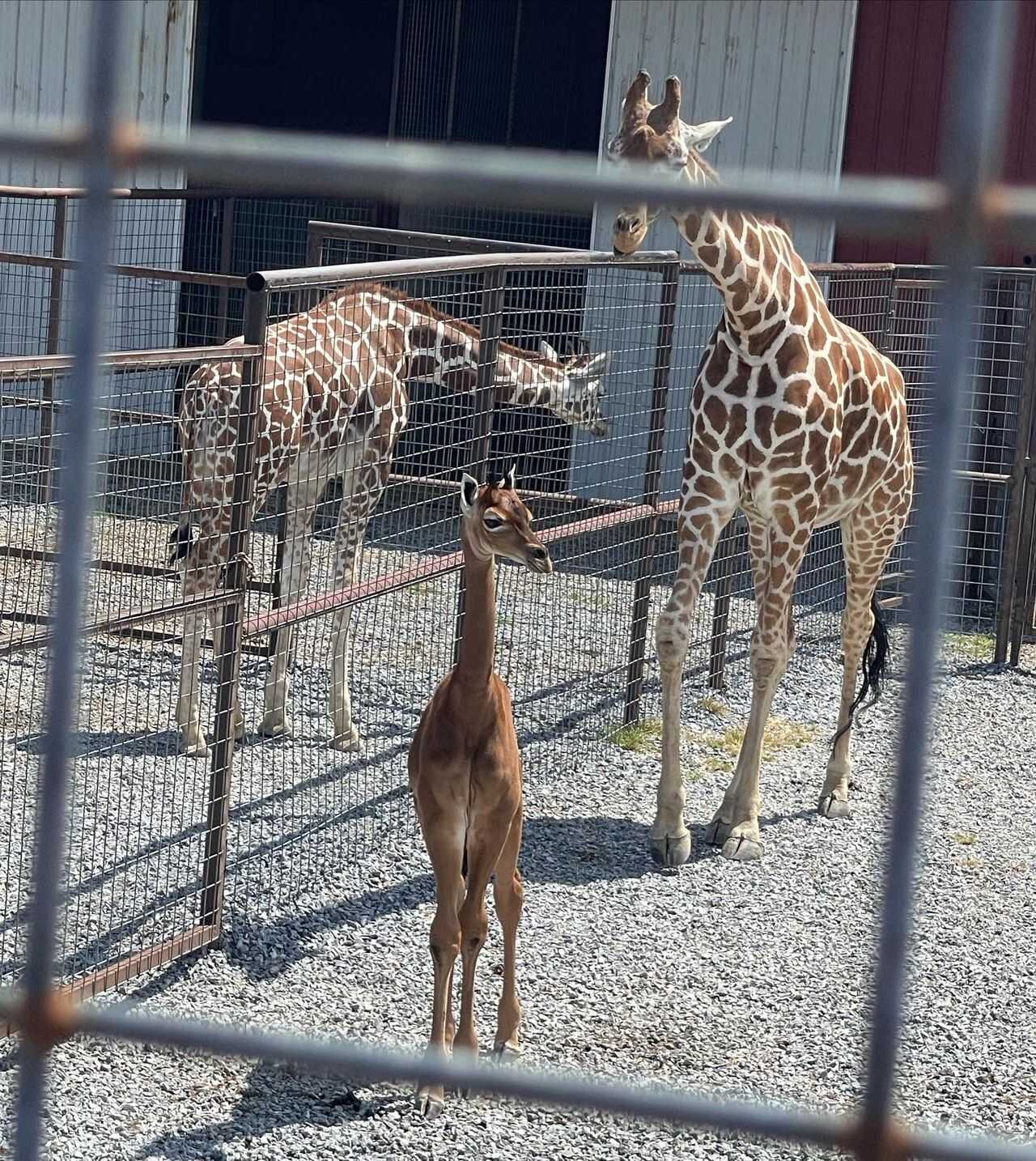 efdf1083d71196746656311e6a946e7abc41966f105acad673f6175823366e2166e8325a543e7779dfac9a2d61ca3c7ea633b7b59380e6f522da4cdfec3ac2fa