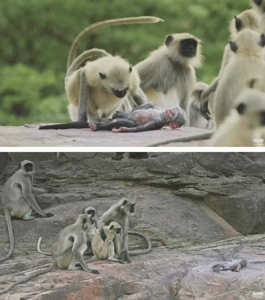 f6c9802866583527e63fb962add51fcef74397f62d543e3f5413ab79969b1a3e66e84988b0789ae46bdce1349499bdccec6abcfdb3e4057c68f17aa80b52bae8