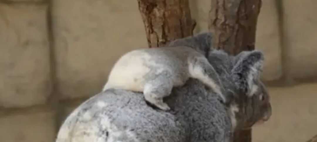 fbb5feab099891846e42736f7ef7b5cdcb1d4fb3a481d78f26b0d8a9f3c6387ed48bf2487723fca2e9a59b3f7e1c7ff32622edfa81dedce4e63f307fe6aad4de