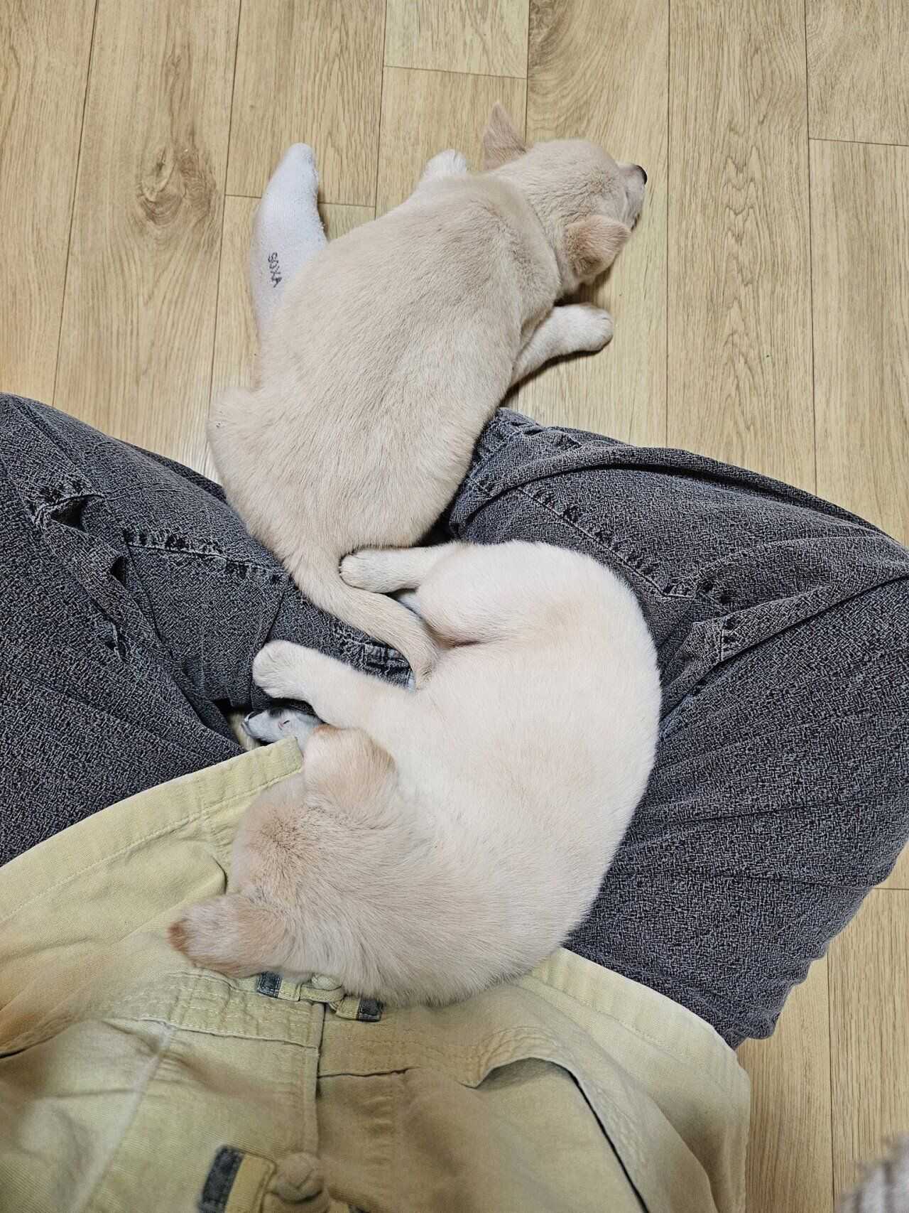 fc5cf5e49fe6603fa2ae568933b44dee7b0ba13b4ff506fab6afe54349ff9a0d7da3736c327c57d63bf84f107d959e84e6d6c31beea2d62095f4a9de48b09a1c