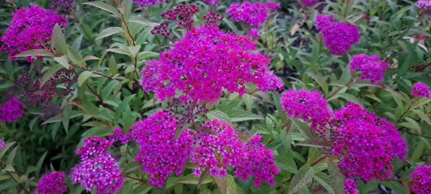 ffe27ef0422d017a5dc17629ff8476f999209e25d9f73f11ae2a6f9e7bc352b6eff695d82f62fa8a5f386f1fc2994331e458c8f8930f4ab72c9f78f4bd5af9be